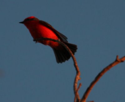 Vermilion Flycatcher 7295