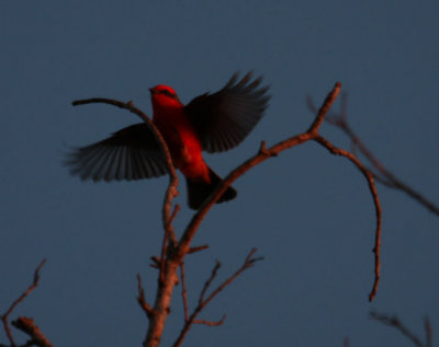 Vermilion Flycatcher 7326