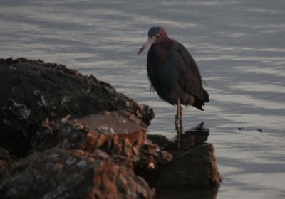 Little Blue Heron 031