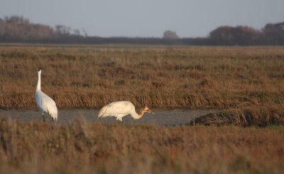 Whooping Cranes 110