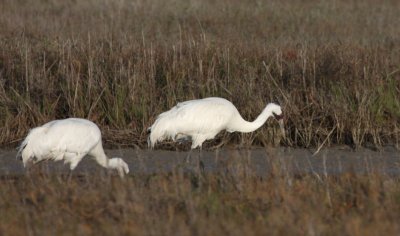 Whooping Cranes 333