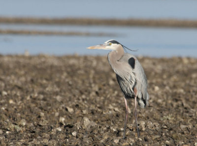 Great Blue Heron 466