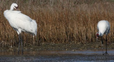 Whooping Cranes 507