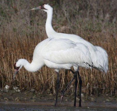 Whooping Cranes 513