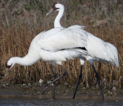 Whooping Cranes 515