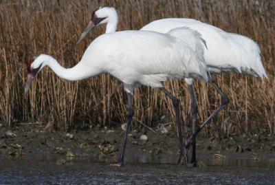 Whooping Cranes 517