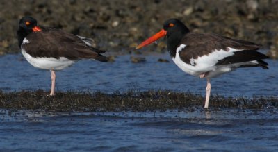 American Oystercatchers 555