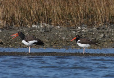 American Oystercatchers 565