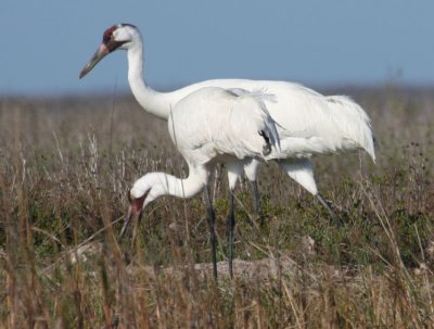 Whooping Cranes 593