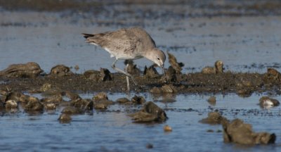 Willet 637