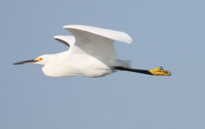 Snowy Egret 006