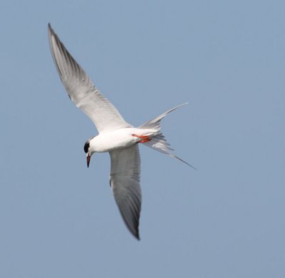 Forster's Tern 007