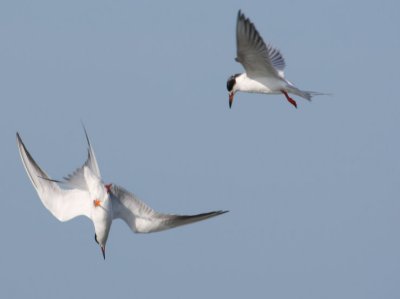 Forster's Terns 008