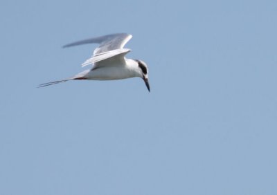 Forster's Tern 164