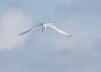 Forster's Tern 166