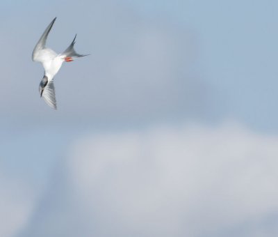 Forster's Tern 167