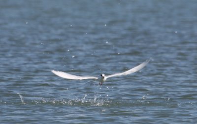 Forster's Tern 168