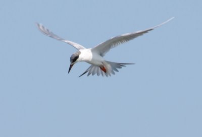 Forster's Tern 169