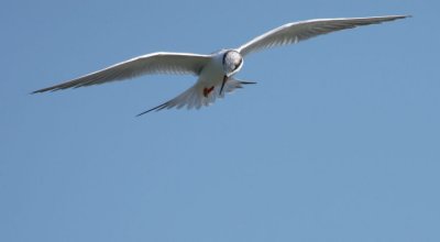 Forster's Tern 171