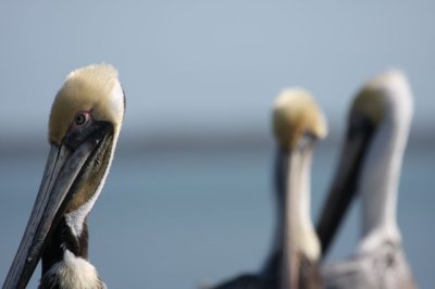 Brown Pelicans 190