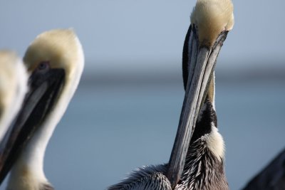 Brown Pelicans 194