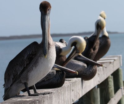 Brown Pelicans 197