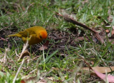 Saffron Finch 4876