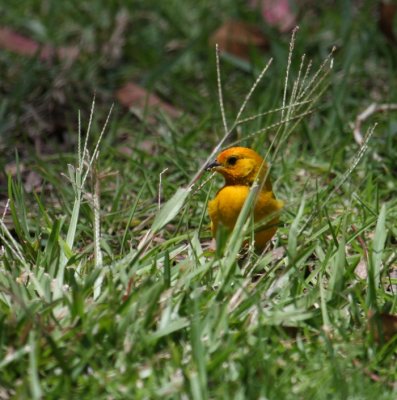 Saffron Finch 4893