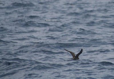 Long-tailed Jaeger 0961