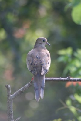 Mourning Dove 1151