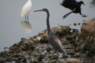 Tricolored Heron 0616