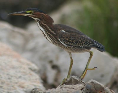 Green Heron 0649