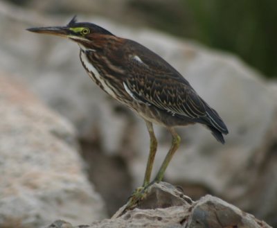 Green Heron 0675