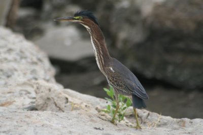 Green Heron 0687
