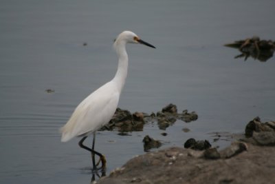 Snowy Egret 0710