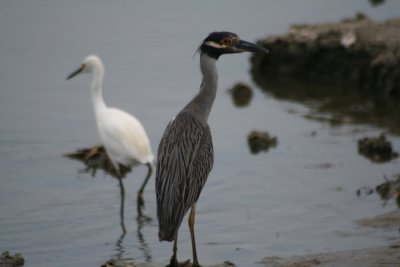 Yellow-crowned Night-Heron 0717