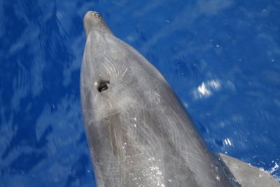 Bottlenose Dolphin 0022