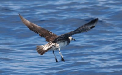 Pomarine Jaeger 0147