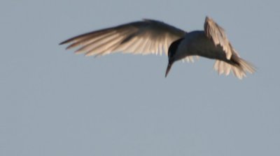 Least Tern 0228