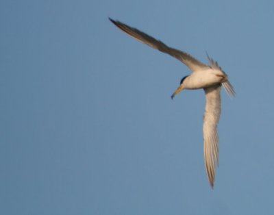 Least Tern 0238