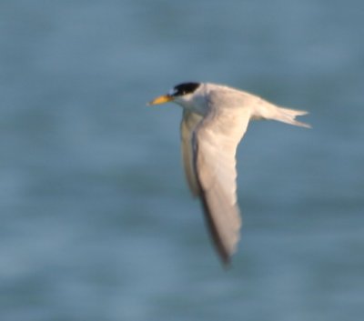 Least Tern 0247