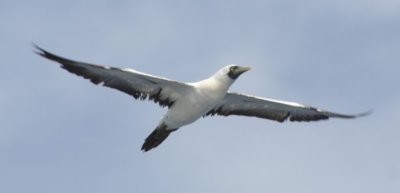 Masked Booby 9831