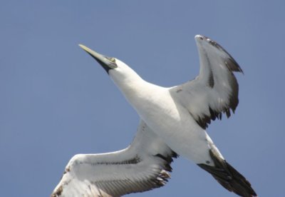 Masked Booby 9842