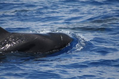 Short-finned Pilot Whale 9956