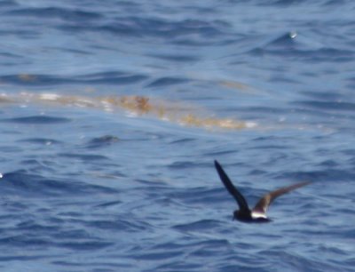 Band-rumped Storm-Petrel 9991