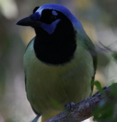 Green Jay 7905