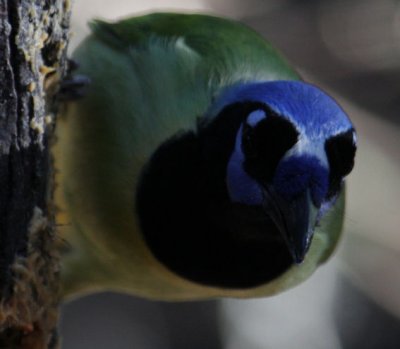 Green Jay 7918