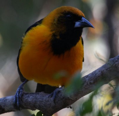Altamira X Audubon Oriole 7937