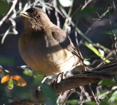 Clay-colored Thrush 7980
