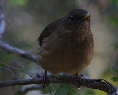 Clay-colored Thrush 7996